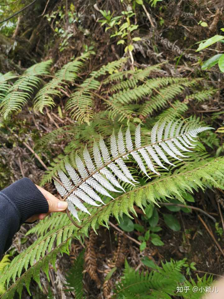 银叶蕨(cyathea dealbata)是一种生长于新西兰的蕨类植物.