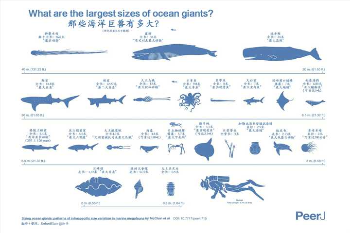 但蓝鲸最大,也就33米,180吨这样了.
