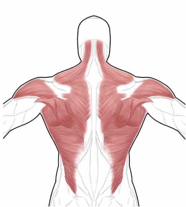 要知道,相对于胸肌只有一块大肌肉来讲,背部的构成实在是太复杂了.