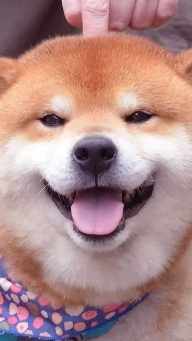 超萌狗子考研壁纸~ #考