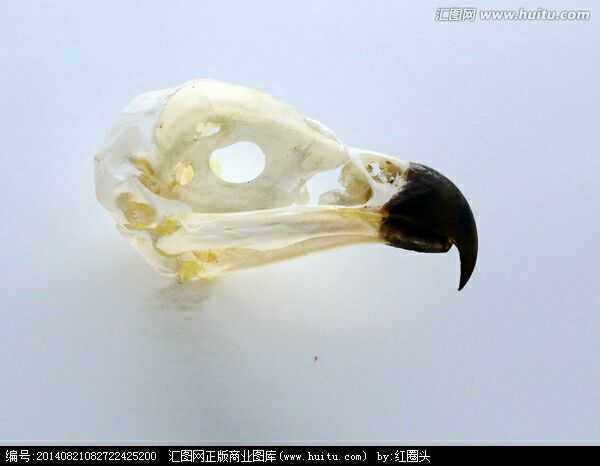 鸟类的头骨都是长这样的