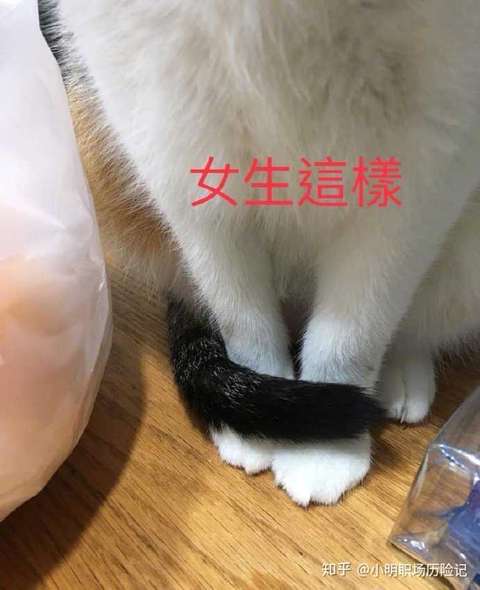 求帮我分辨是公猫还是母猫?