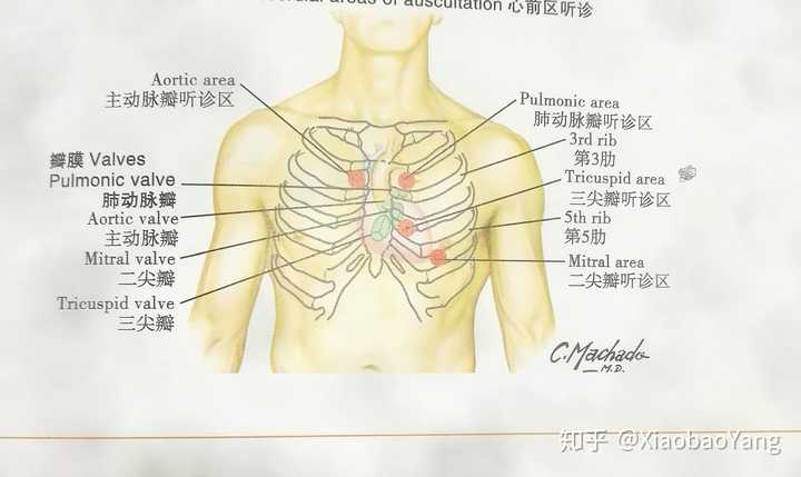 为什么听诊部位和解剖位置描述不一样啊?是我眼瞎了吗