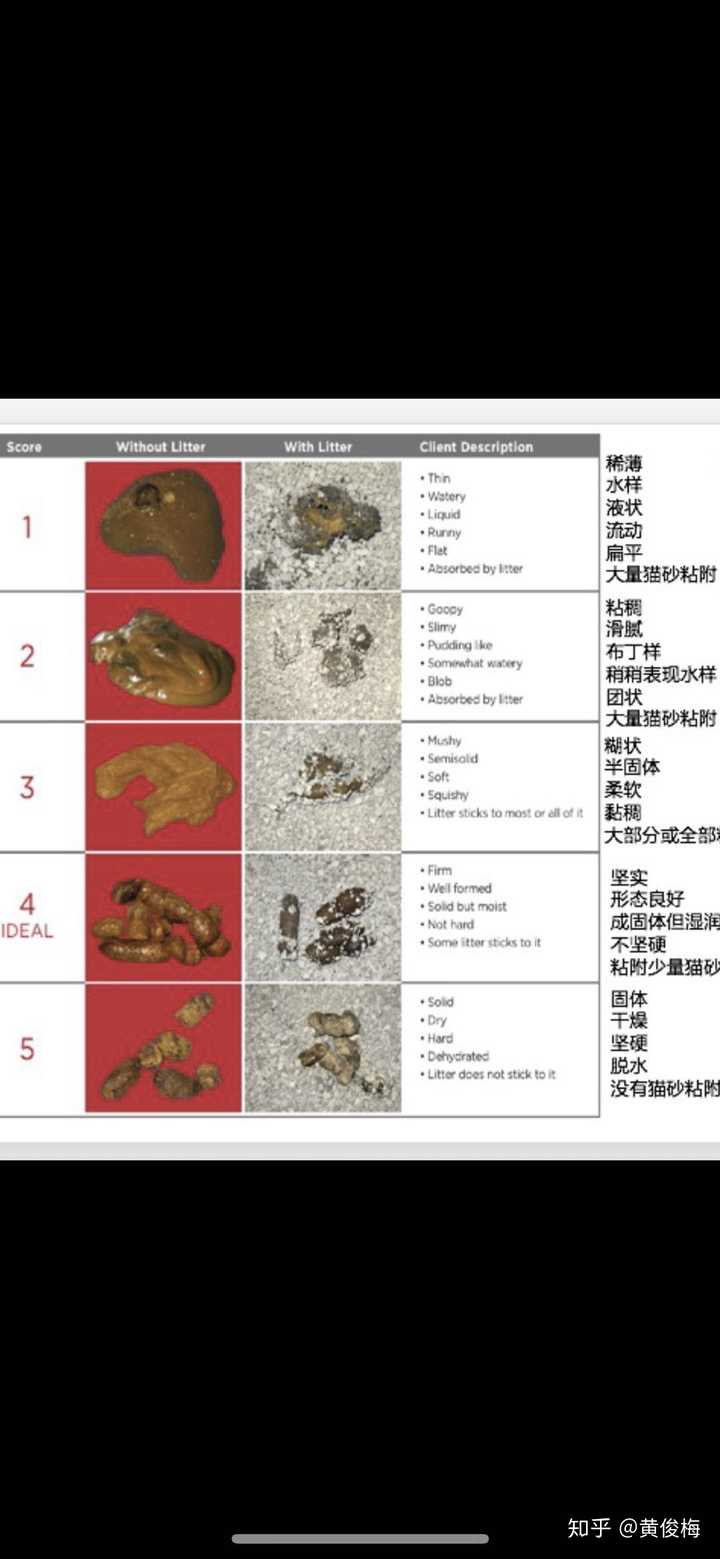 猫咪怎样算是软便?