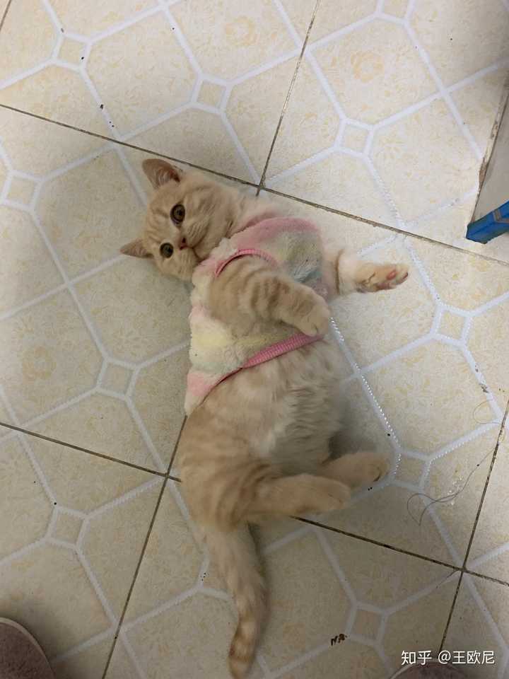 把一只刚出生的小奶猫一直养大是什么感觉?