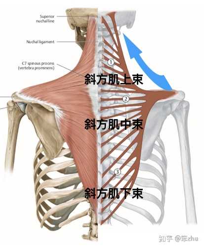 斜方肌,按照肌肉纤维的走向可以分为三个部分: ①斜方肌上束 ②
