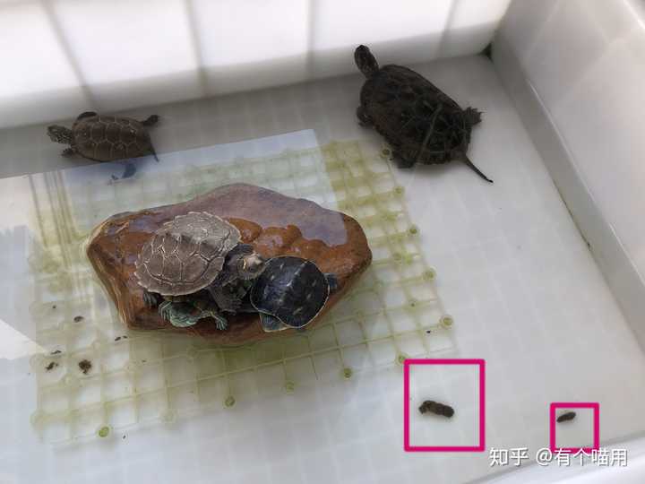 想问问正常的巴西红耳龟便便是什么样子?