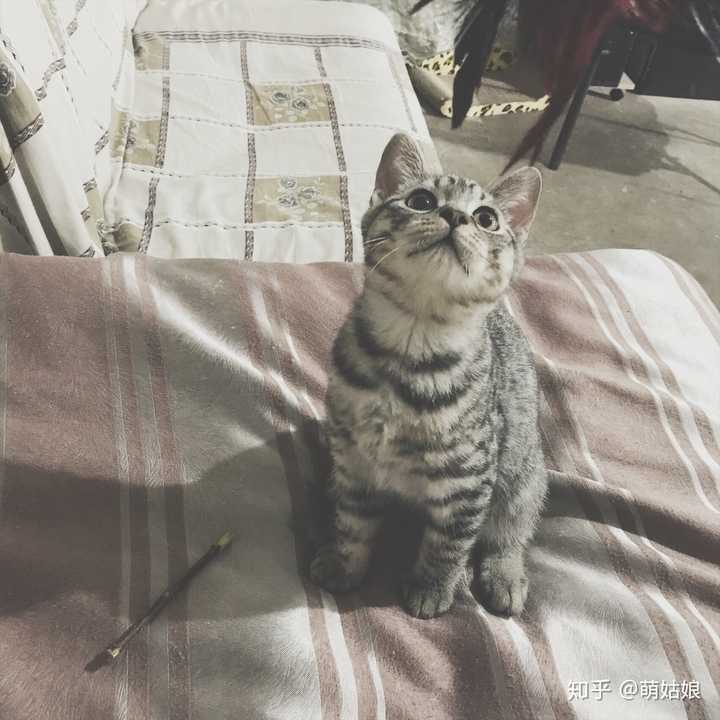 美短和英短杂交好看吗?养猫的来戳戳
