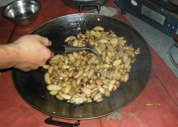 你都吃过什么虫子