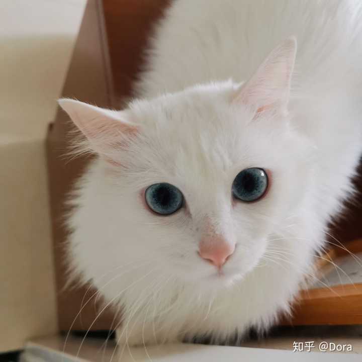 狮子猫为什么被炒到了几千块?