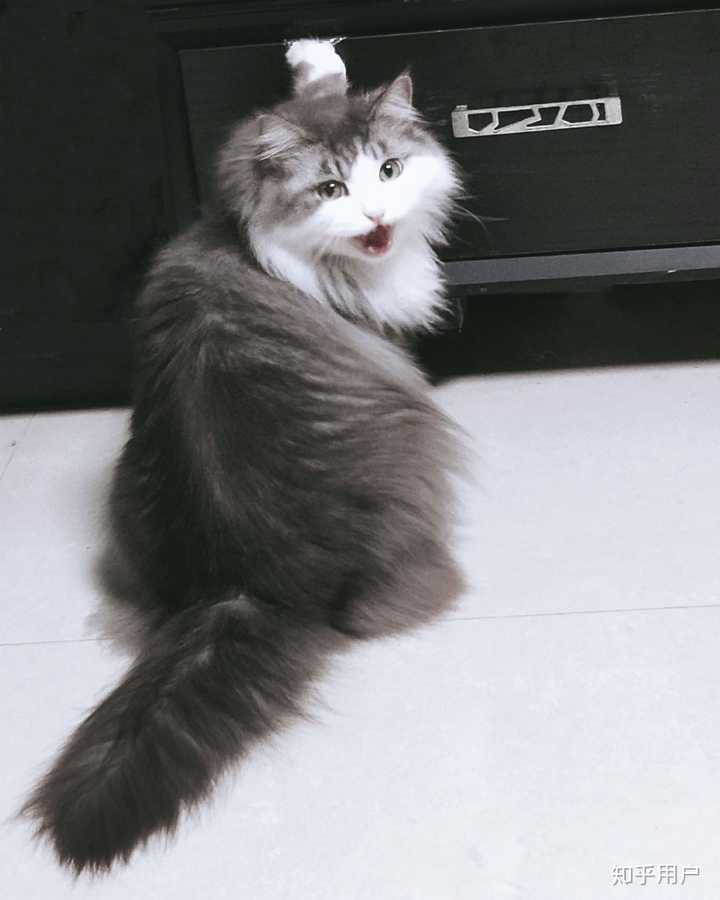养缅因猫是一种怎样的体验?