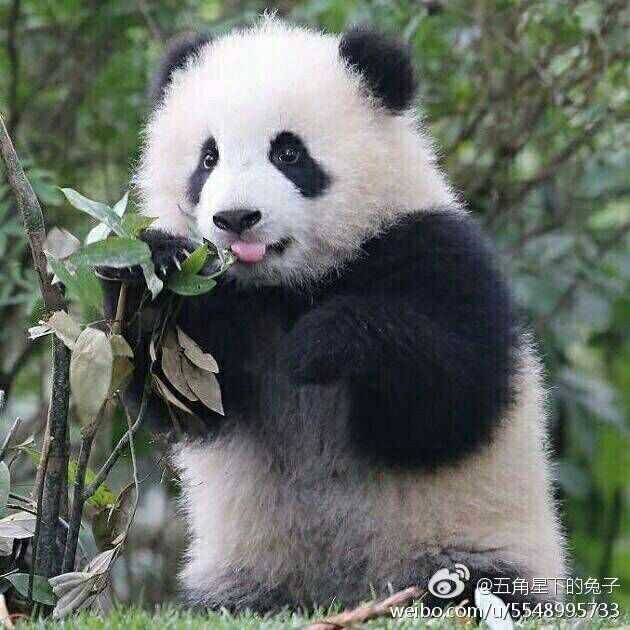 你有哪些熊猫 背影的萌图?