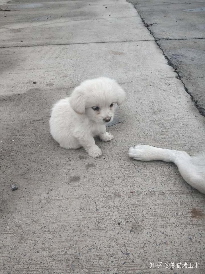 中华田园犬的颜值可以多高