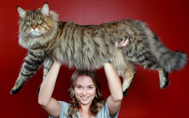 缅因猫生活在北美缅因州,是体型最大的驯养猫咪.