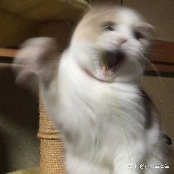 有哪些高冷又不失可爱的头像