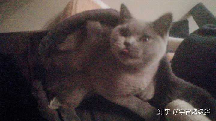 为什么猫咪会时不时地摆出一些"匪夷所思"的动作?