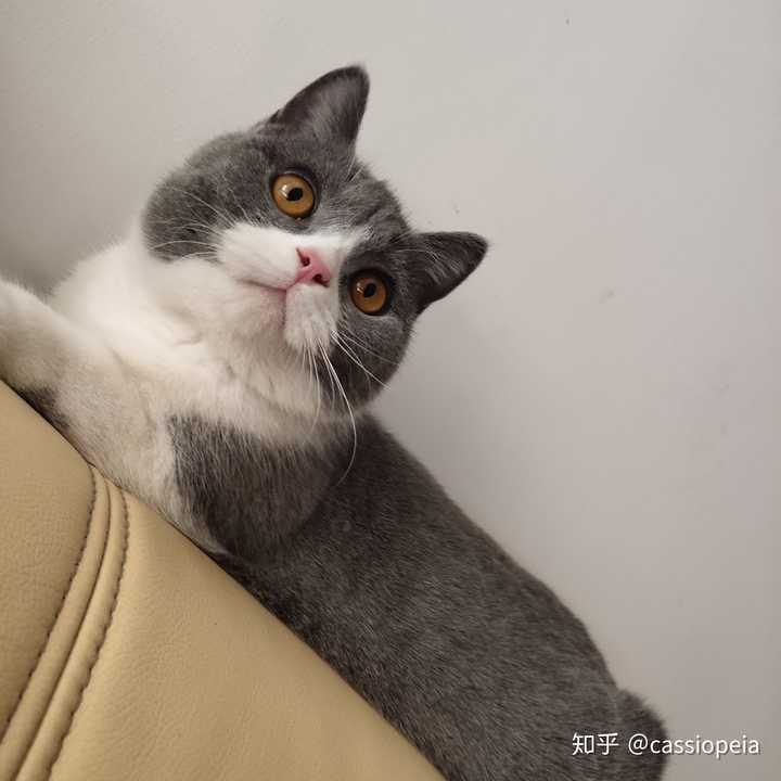 我家猫哈哈哈为啥鼻子是一半粉一半黑啊?