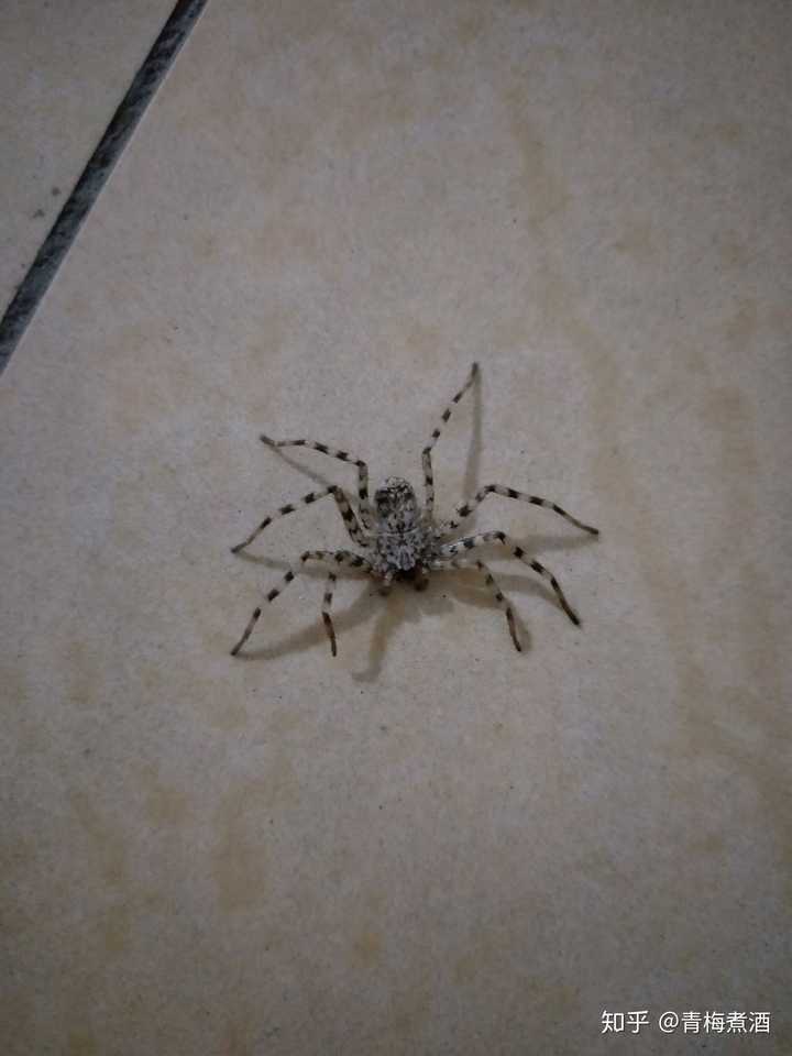 请问这是个啥蜘蛛啊,我走来走去它也不动,我好怕它上我床?