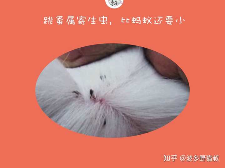 猫咪身上的跳蚤怎么处理 彻底?