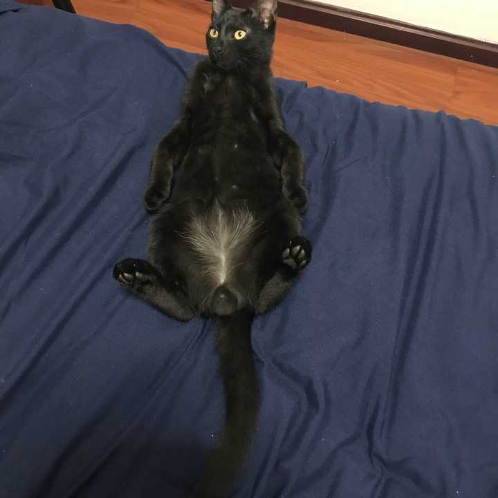 我是一只纯黑长毛小土猫