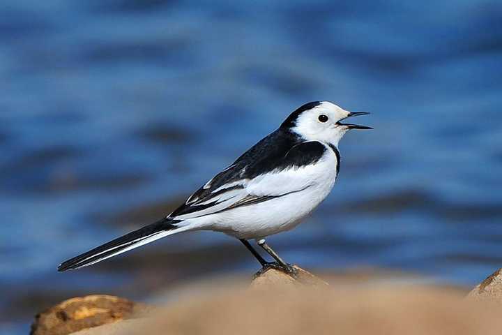 白鹡鸰(ji lin motacilla alba)