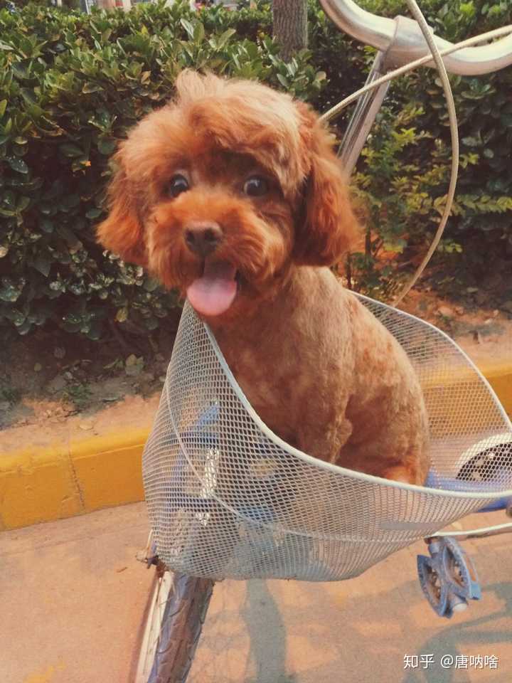 泰迪小时候的照片长什么样