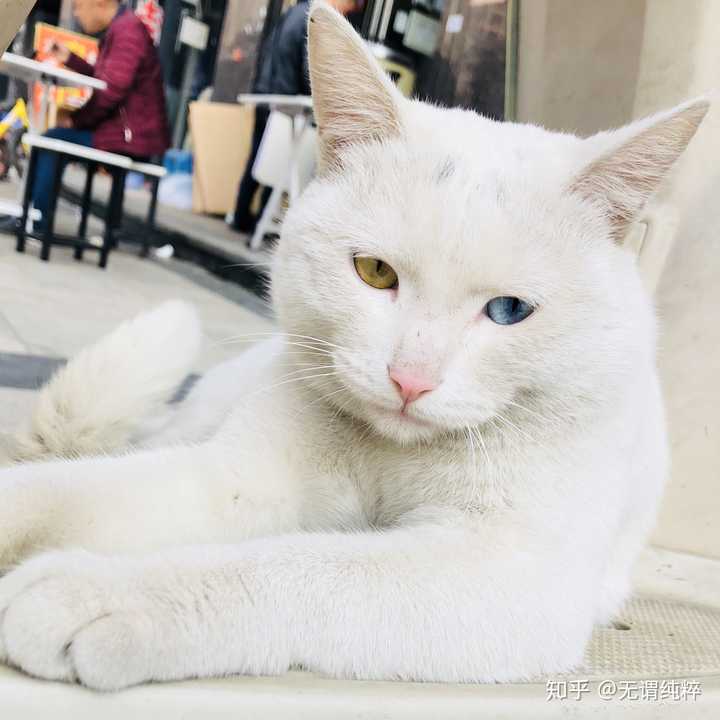 中华田园猫的颜值有多高?