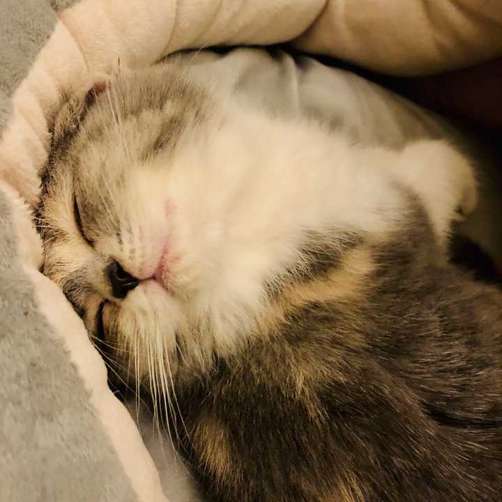 猫咪睡阳台(晚上)可以吗?