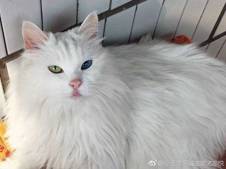 临清鸳鸯眼狮子猫还有吗?