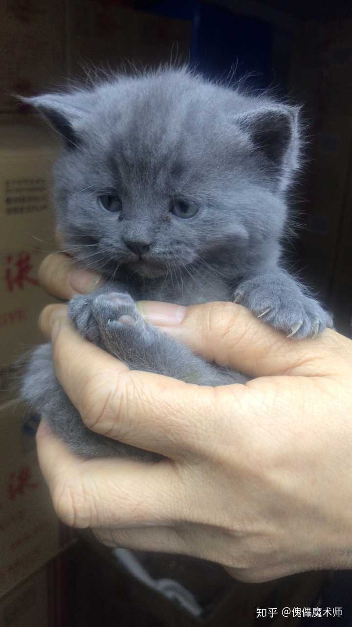 为什么说蓝猫是最不值钱的猫?
