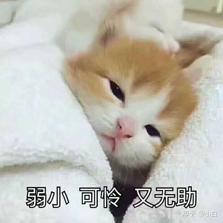 你有哪些关于猫狗的表情包?