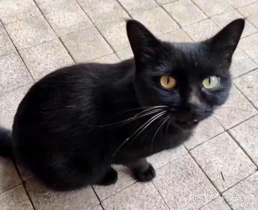 这是不是普通的黑猫,这是拥有一对鸳鸯眼的黑猫,不是没有,但不常见