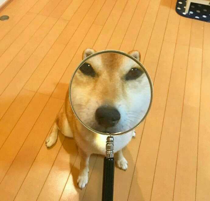 有哪些沙雕搞笑的头像?