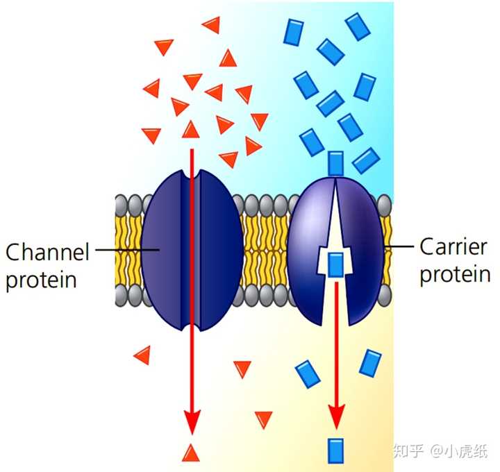 能看出上图中载体蛋白和通道蛋白的区别吗? 如果看不