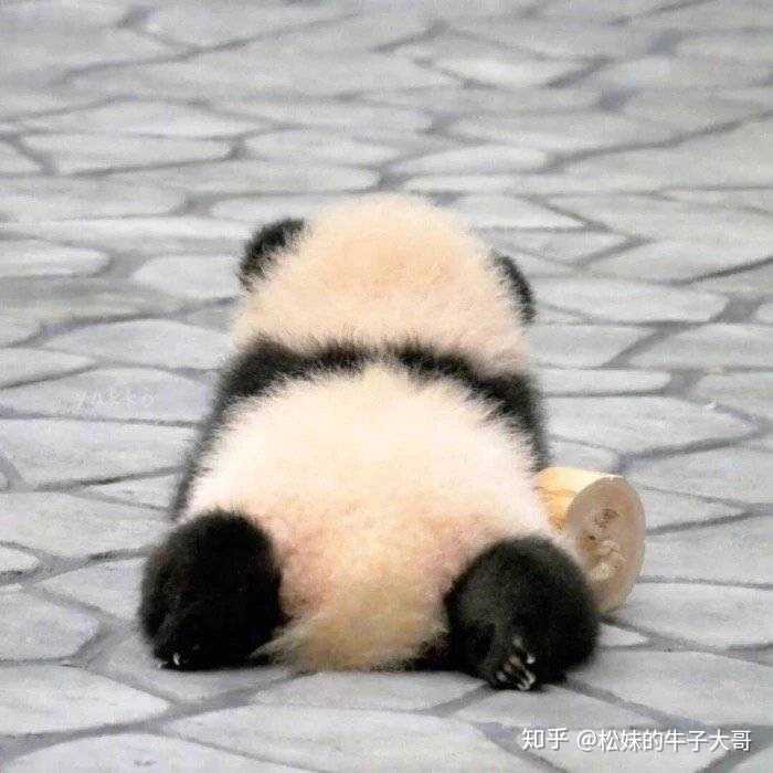 有那种憨憨的情侣头像吗?