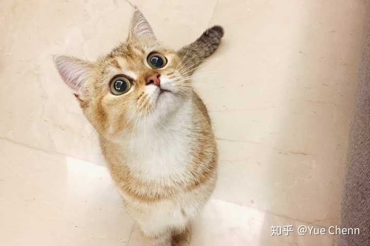 猫叫微积分不是说明我对数学的热爱.恰