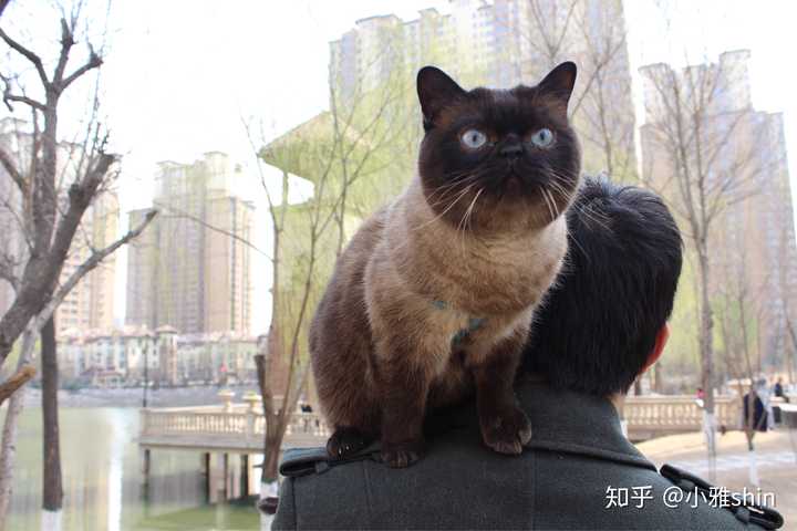 暹罗猫和蓝猫生的猫宝宝什么样?