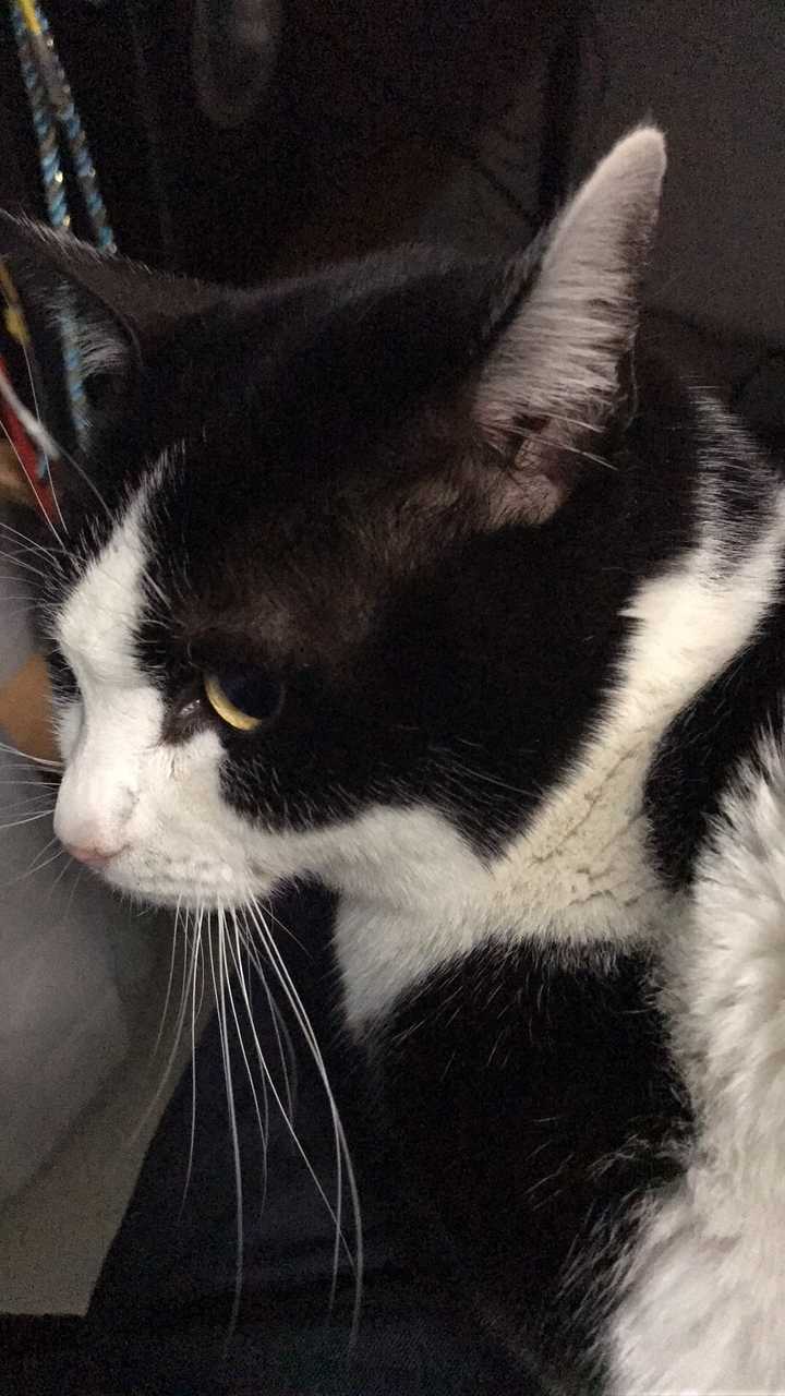 为什么奶牛猫有喵界神经病之称?