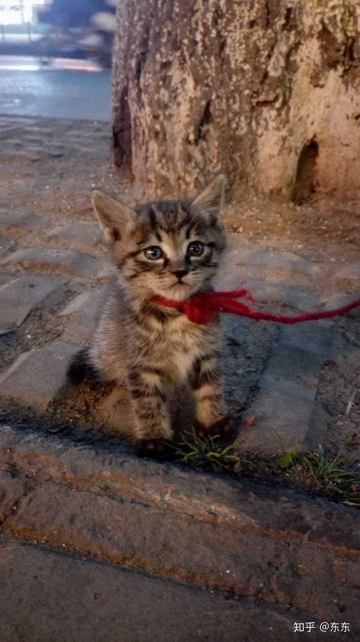 趴柜子上的是老猫,带了3只小猫.平时趁老猫不在,给喂点鸡蛋.