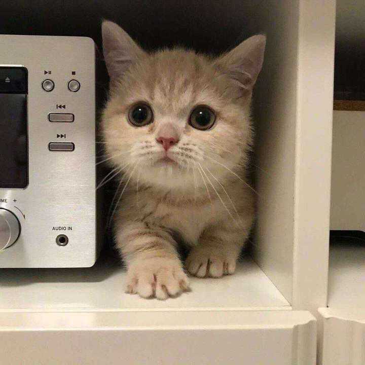 有哪些好看的猫咪壁纸或头像?