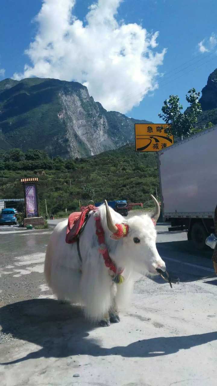 附一张在汶川随手拍的,我见过最漂亮的白牦牛