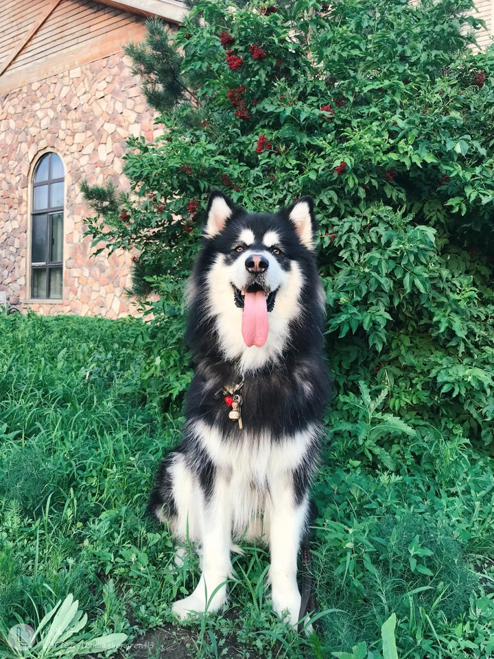 有没有贼拉霸气的阿拉斯加犬的手机壁纸?