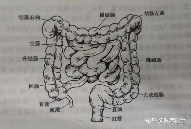 其中结肠又分为升结肠,横结肠,降结肠和乙状结肠4部分.