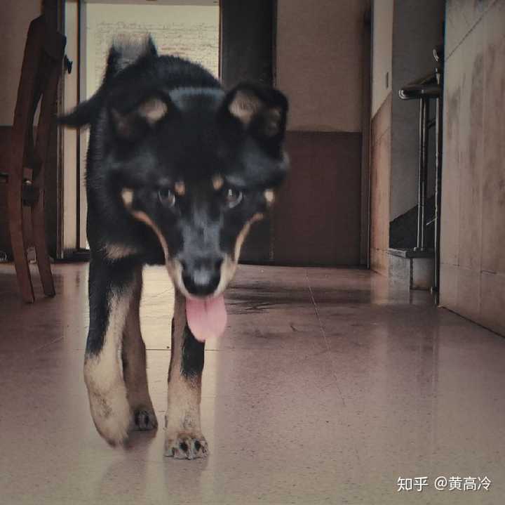 想看铁包金(俗称四眼)毛色的中华田园犬,大家可以发我