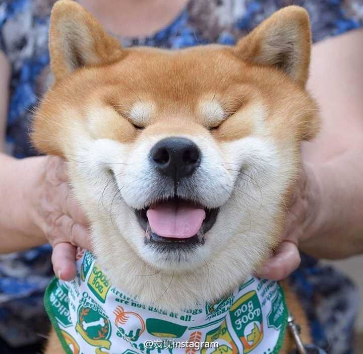 日本小萌娃issa和他的柴犬maru的有爱瞬间 ins:maruinmichigan2