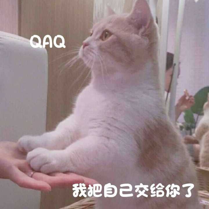 有没有什么很有格调的沙雕头像?