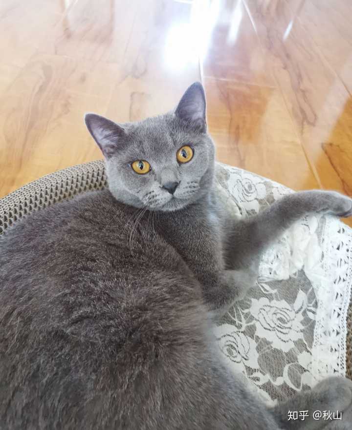 怎么能不让蓝猫发腮?