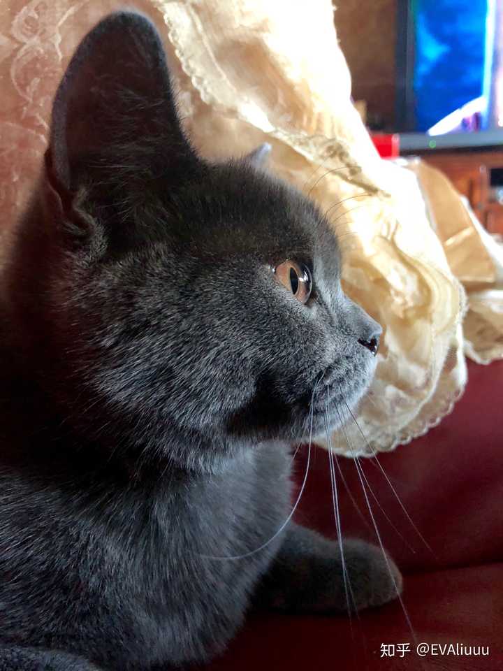 英短蓝猫脸超尖怎么破?
