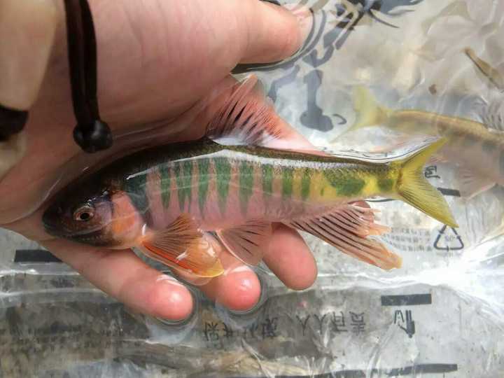 马口鱼