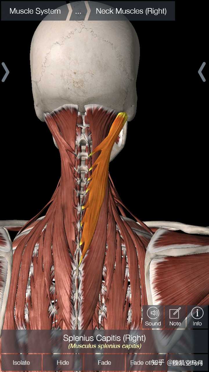 斜方肌代偿一般来讲是因为深层的颈夹肌不作为而引发(颈夹肌位置参看